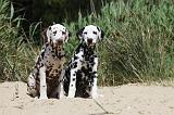 DALMATIEN 317